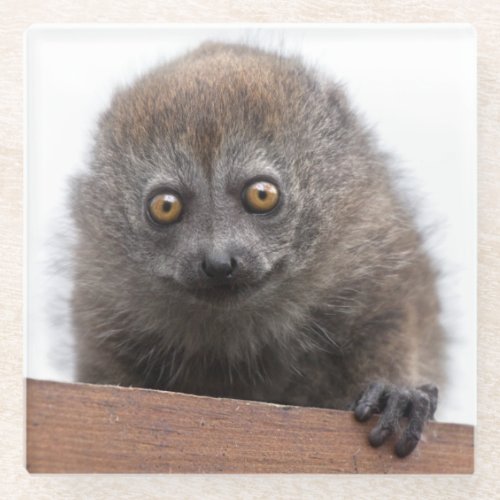 Baby Lemur Glass Coaster