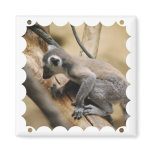 Baby Lemur  Magnet