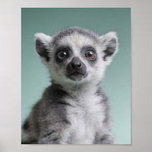 Baby Lemur Portrait – Cute Nursery Animal Wall Art