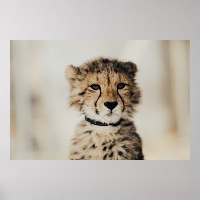 BABY LEOPARD POSTER (Front)