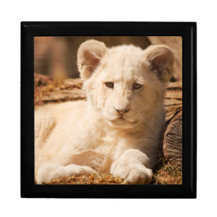 Baby Lion Cub Gift Box