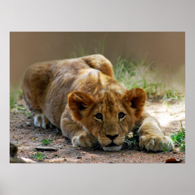Baby lion cub poster (Front)