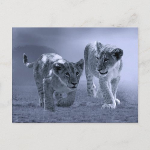 Baby lion cubs at play postcard