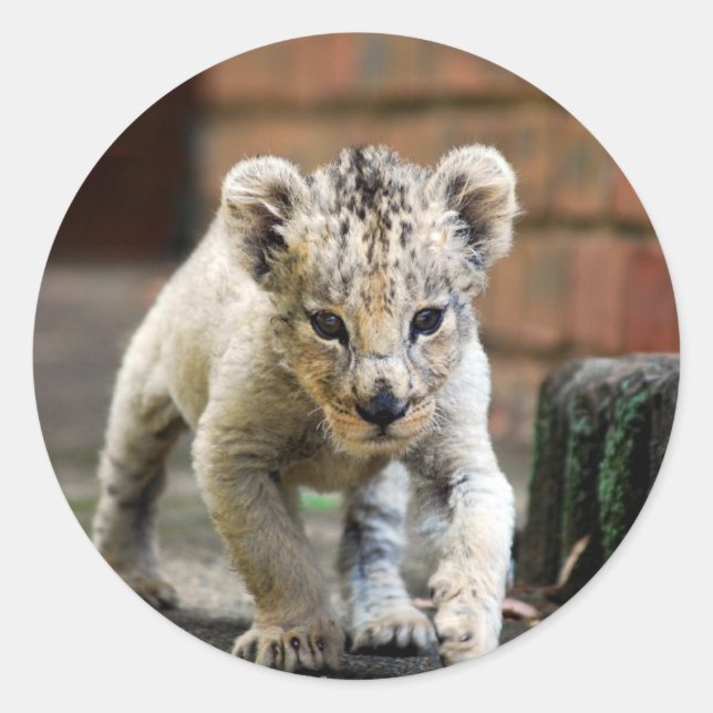 Baby lion prowler classic round sticker (Front)