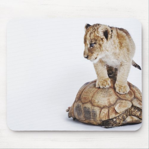 Baby lion standing on tortoise white background mouse pad