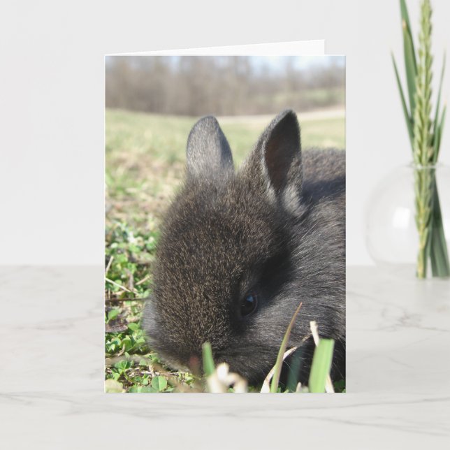 Baby Lionhead Bunny Card (Front)