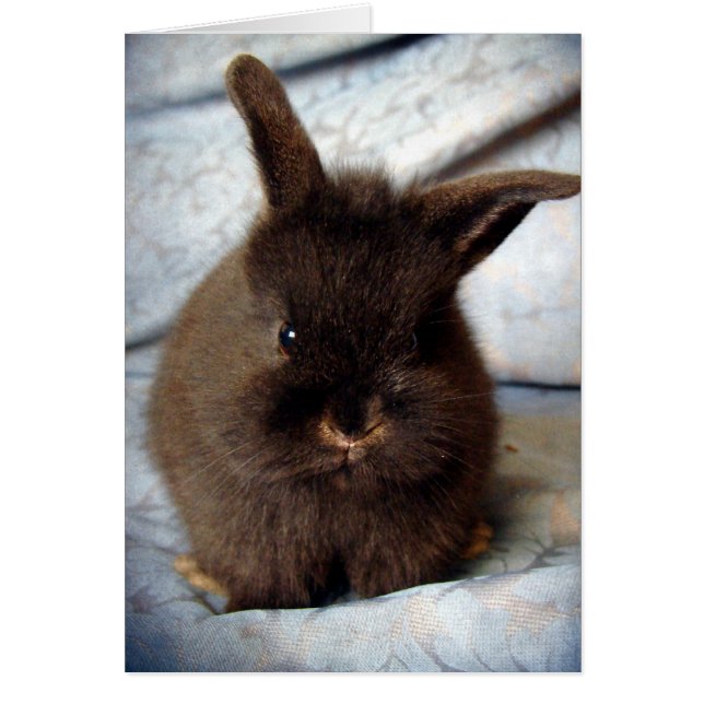 Baby Lionhead Bunny Cards (Front)