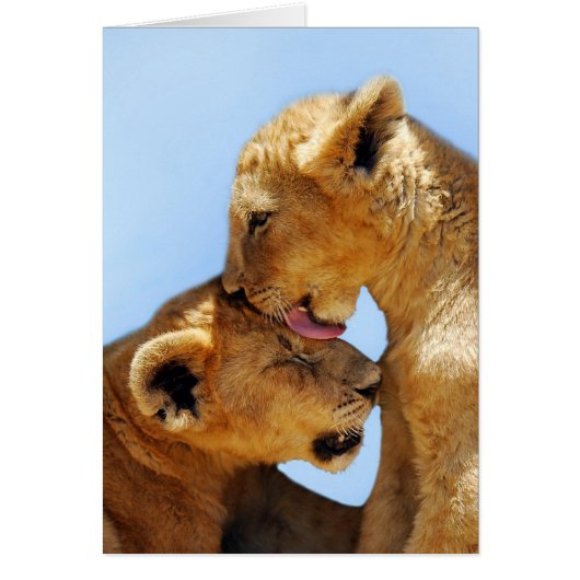 Baby lions love (Front)