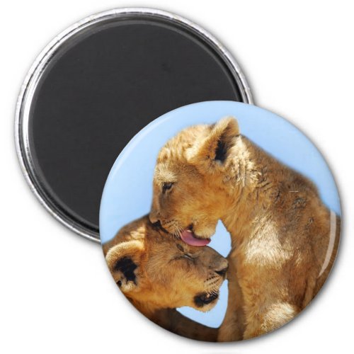 Baby lions love magnet