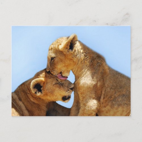 Baby lions love postcard