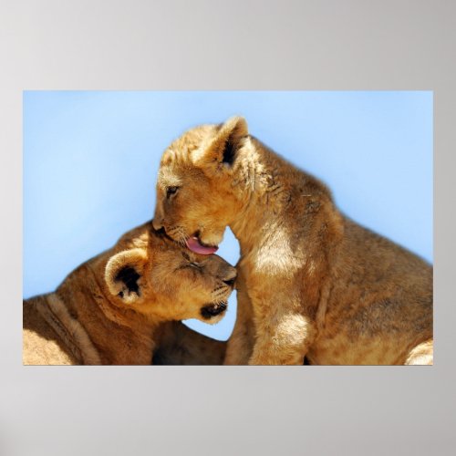 Baby lions love poster