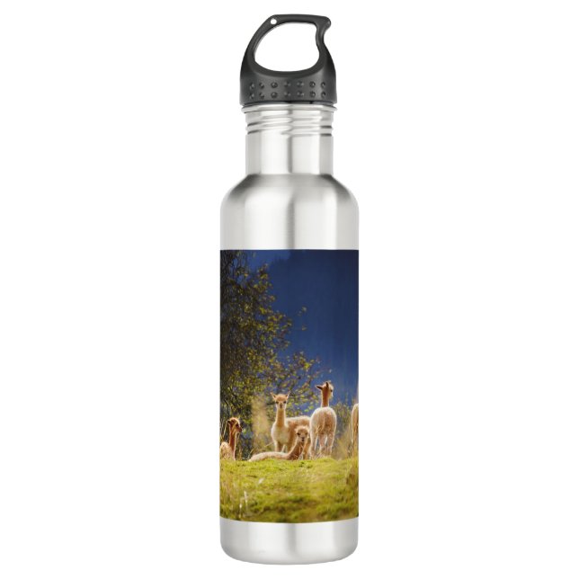 Baby Llamas in a Field Stainless Steel Water Bottle (Front)