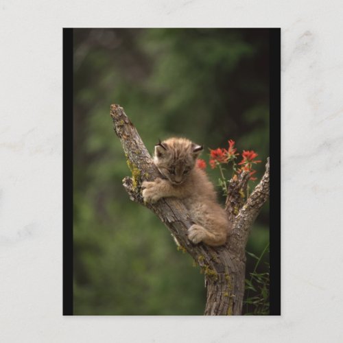 Baby Lynx Climbing Postcard