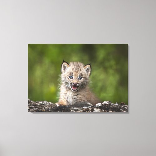 Baby Lynx  Looking Over A Fallen Tree Canvas Print