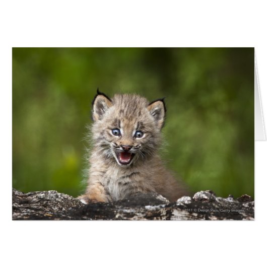 Baby Lynx  Looking Over A Fallen Tree Cards (Front Horizontal)