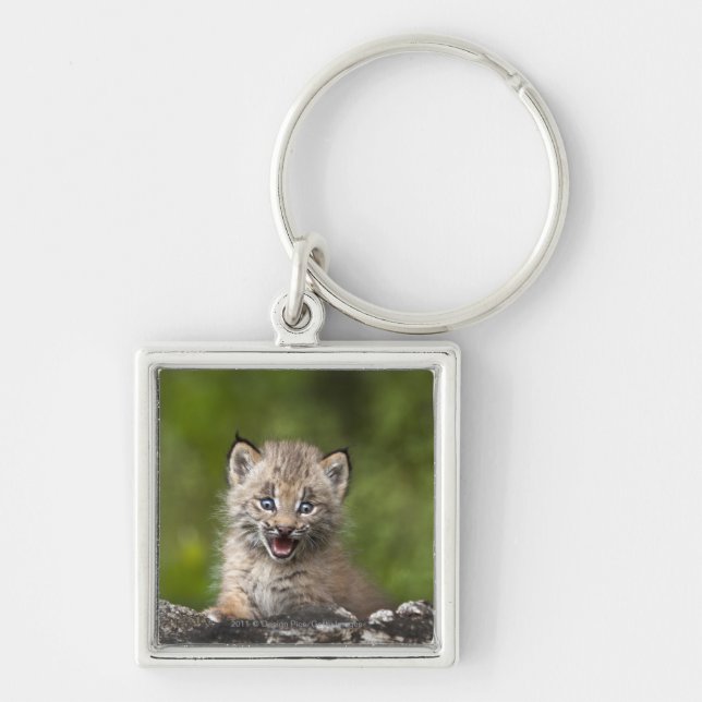 Baby Lynx  Looking Over A Fallen Tree Keychain (Front)