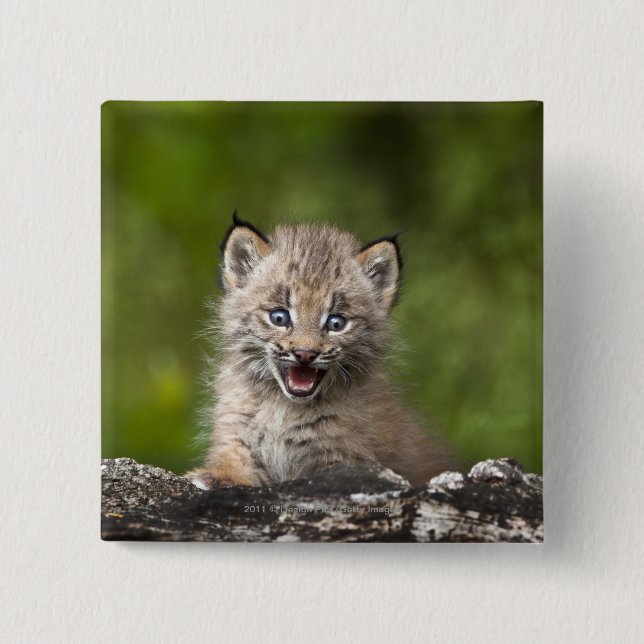 Baby Lynx  Looking Over A Fallen Tree Pinback Button (Front)