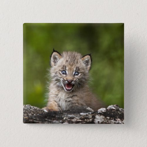 Baby Lynx  Looking Over A Fallen Tree Pinback Button