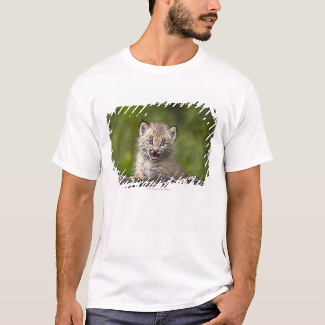 Baby Lynx  Looking Over A Fallen Tree T-Shirt (Front)