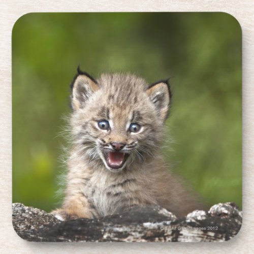 Baby Lynx Lynx Canadensis Looking Over A Coaster