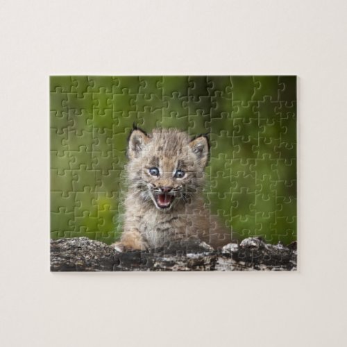 Baby Lynx Lynx Canadensis Looking Over A Jigsaw Puzzle