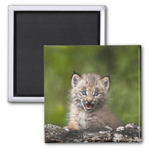 Baby Lynx Lynx Canadensis Looking Over A Magnet