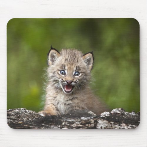 Baby Lynx Lynx Canadensis Looking Over A Mouse Pad