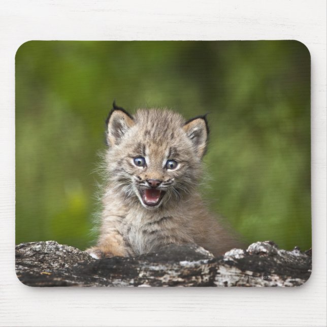 Baby Lynx (Lynx Canadensis) Looking Over A Mouse Pad (Front)