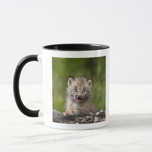Baby Lynx Lynx Canadensis Looking Over A Mug