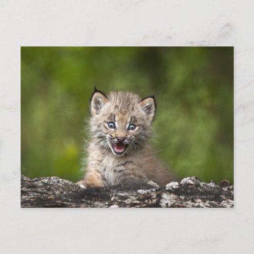 Baby Lynx Lynx Canadensis Looking Over A Postcard