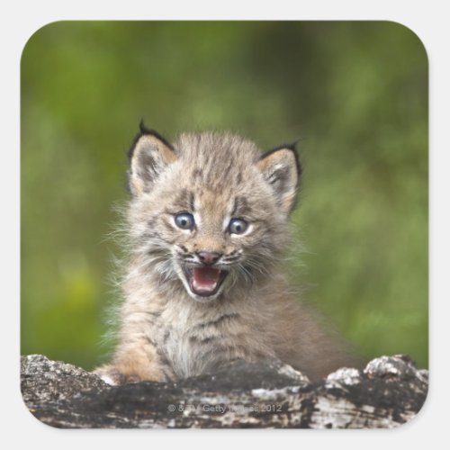 Baby Lynx Lynx Canadensis Looking Over A Square Sticker