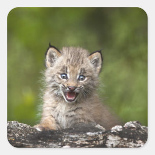Baby Lynx (Lynx Canadensis) Looking Over A Square Sticker