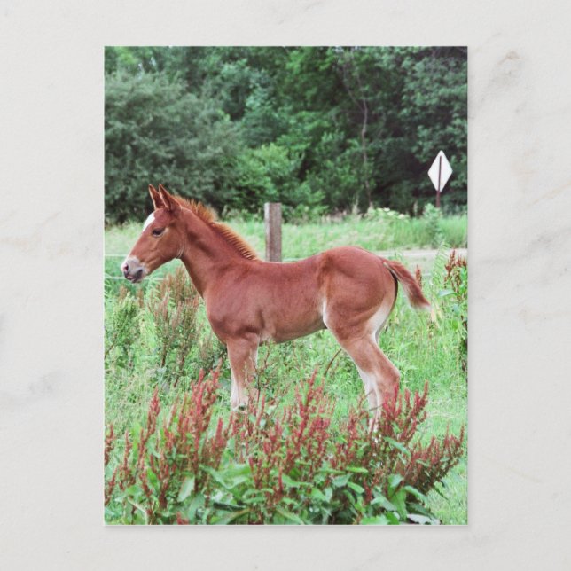 Baby Lynx Postcard (Front)