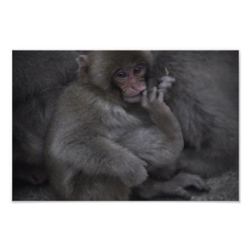 Baby Macaque Macaco Bebe Photo Print