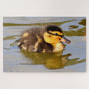 Baby Mallard Duck Swimming Jigsaw Puzzle