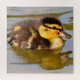 Baby Mallard Duck Swimming Jigsaw Puzzle