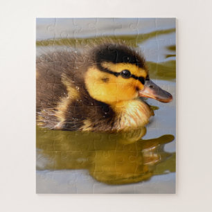 Baby Mallard Duck Swimming Jigsaw Puzzle
