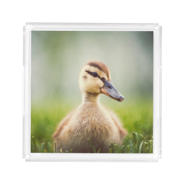 Baby Mallard Ducking Acrylic Tray (Front)