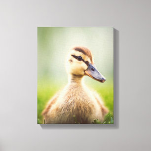 Baby Mallard Ducking Canvas Print