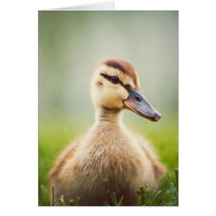 Baby Mallard Ducking Cards
