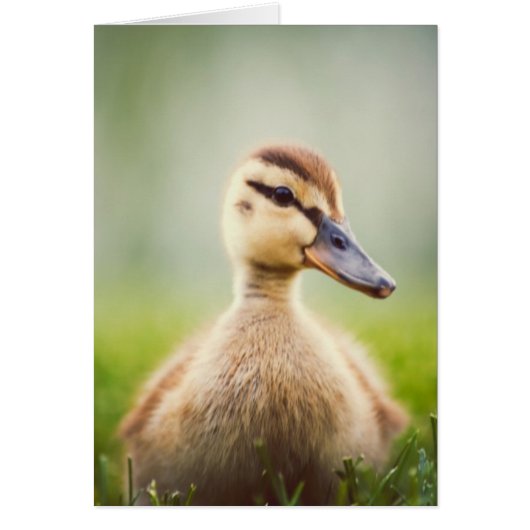 Baby Mallard Ducking Cards (Front)