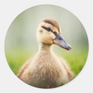 Baby Mallard Ducking Classic Round Sticker