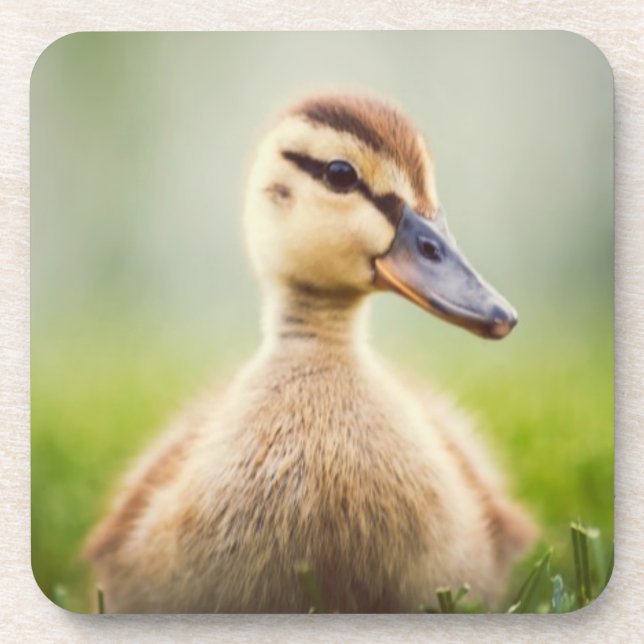 Baby Mallard Ducking Drink Coaster (Front)
