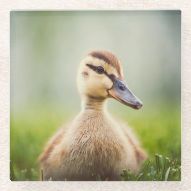 Baby Mallard Ducking Glass Coaster (Front)