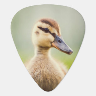 Baby Mallard Ducking Guitar Pick