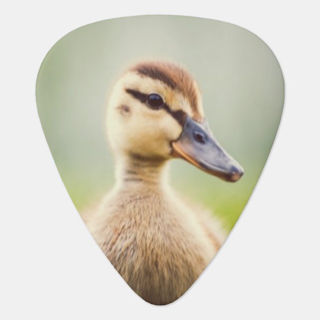 Baby Mallard Ducking Guitar Pick (Front)