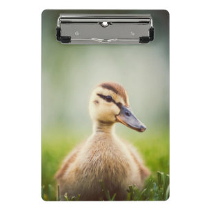 Baby Mallard Ducking Mini Clipboard