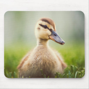 Baby Mallard Ducking Mouse Pad