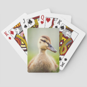 Baby Mallard Ducking Poker Cards