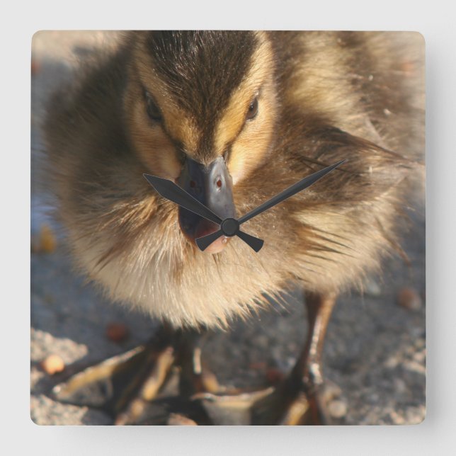 Baby Mallard Duckling Ducks Wildlife Animals Square Wall Clock (Front)